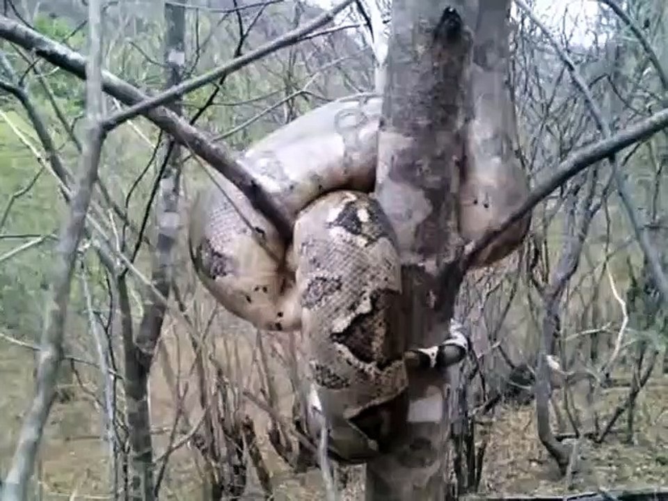 Il découvre un python emmêlé dans un arbre... Animal impressionnant
