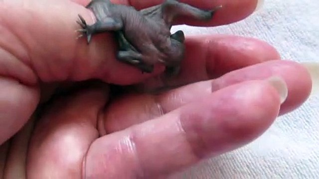 Quoi de plus mignon qu'un bébé chauve souris qui a le hoquet