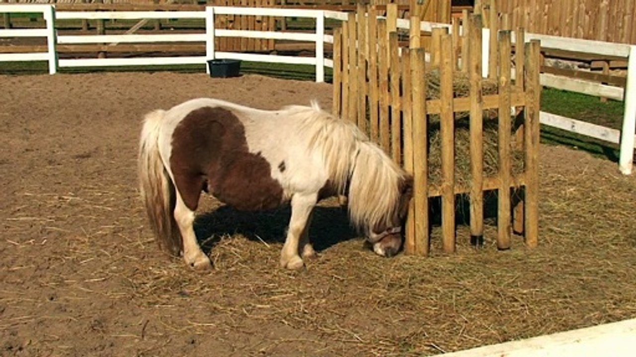 Pony