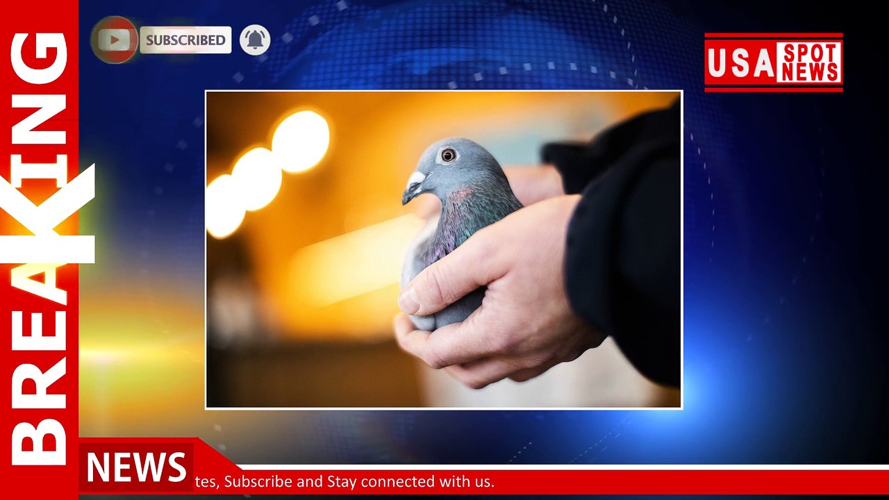 Prized racing pigeon nets world-record sum at auction
