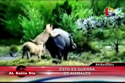 Matar o morir: Las más sangrientas peleas entre animales salvajes