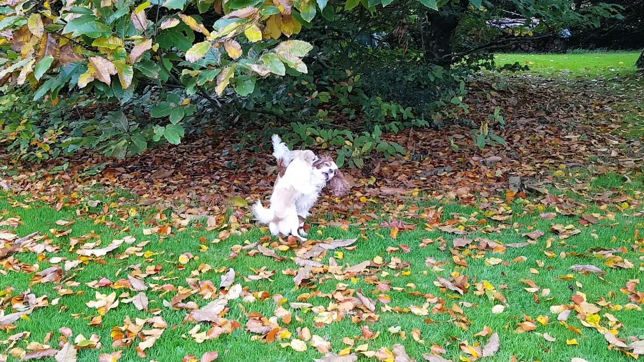 Juliane et Phandor jouent au jardin en automne