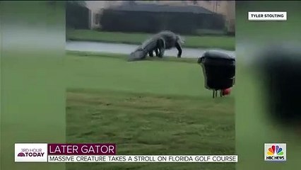 Massive Alligator on Florida Golf Course Looks Like Godzilla