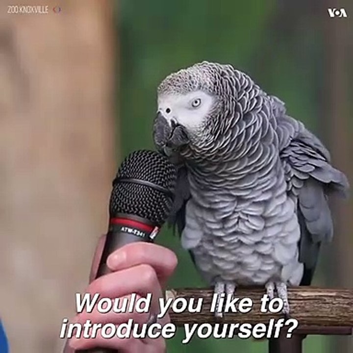 Talking Parrot