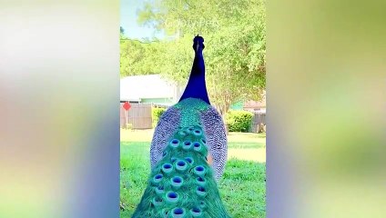 Funny Animals Reaction - Try Not To Laugh - Shark And Dolphin