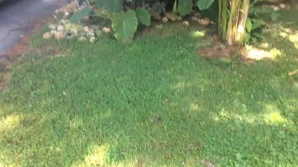 tropical plants in zone 6