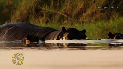 African Skimmers Protecting Their Chicks from Monitor Lizard.