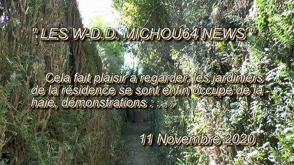 LES W-D.D. MICHOU64 NEWS - 11 NOVEMBRE 2020 - PAU - DANS UNE RÉSIDENCE UNE HAIE DÉLAISSÉE À ÉTÉ TAILLÉE