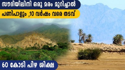 സൗദിയിൽ മരം മുറിച്ചാൽ വമ്പൻ പിഴയും 10 കൊല്ലം തടവും | Oneindia Malayalam