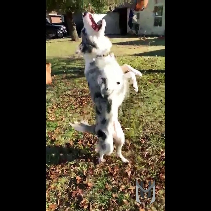 Videos found Online Compilation 24