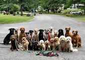 Ce promeneur de chien prend tous les jours des photos incroyables de ses 