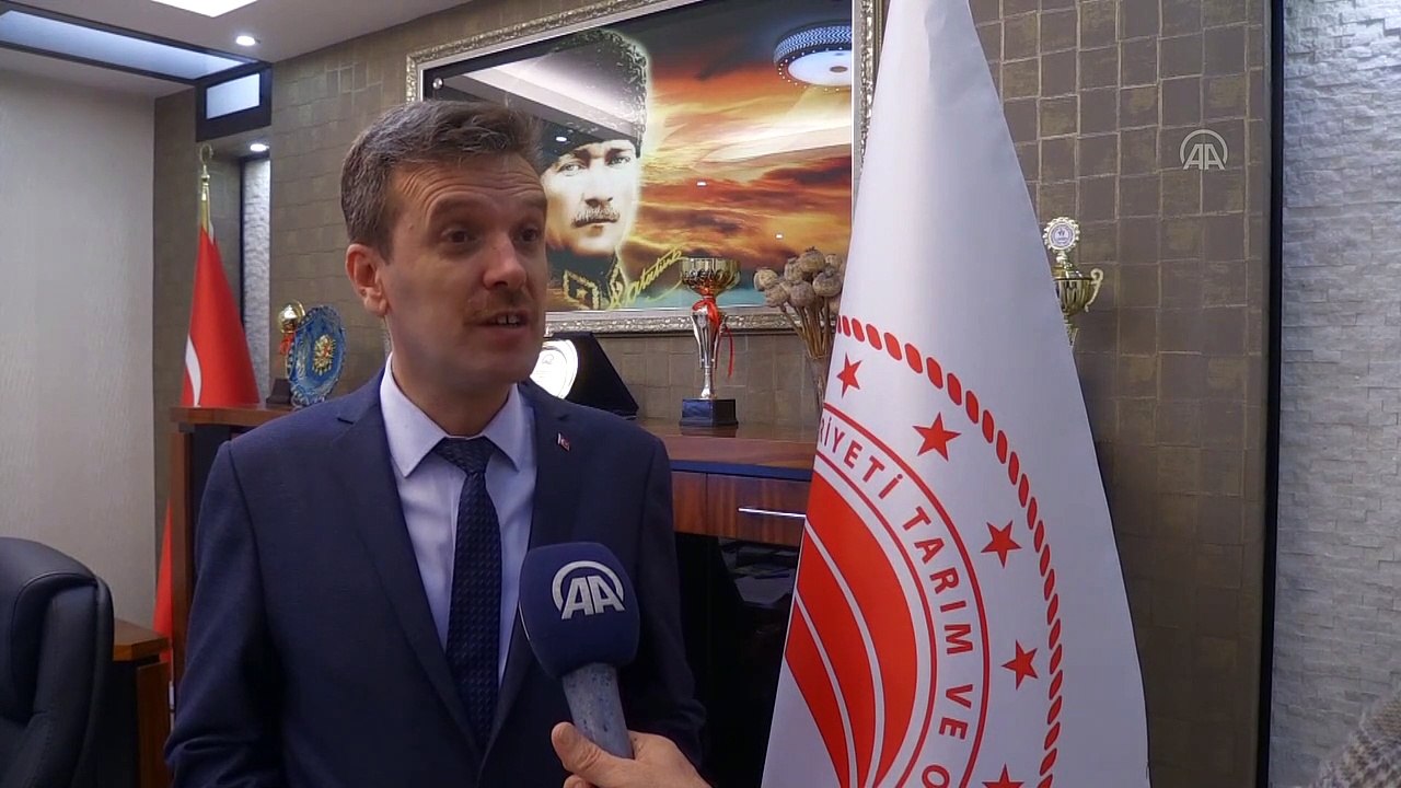 AFYONKARAHİSAR - Afyonkarahisar'ın lezzetli bal kabakları Türkiye'nin ağzını tatlandırıyor