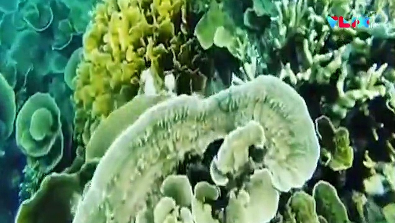 UNESCO Tetapkan Tiga Cagar Biosfer Baru di Indonesia