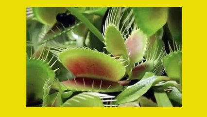 José Eustaquio Pérez nos habla de ecología