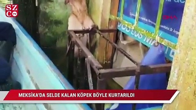 Meksika'da selden kurtarılan köpeğin görüntüleri viral oldu