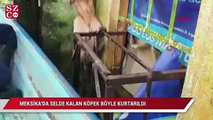 Meksika'da selden kurtarılan köpeğin görüntüleri viral oldu