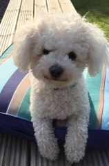 Ce chien joue avec de l’encre et se teint... en bleu !