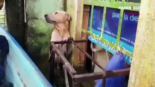 Selden kurtarılan köpek viral oldu