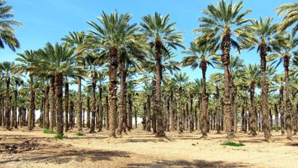 10 years jail, $8m fine for cutting down Saudi trees