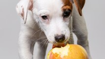 Frutas y verduras que pueden comer los perros