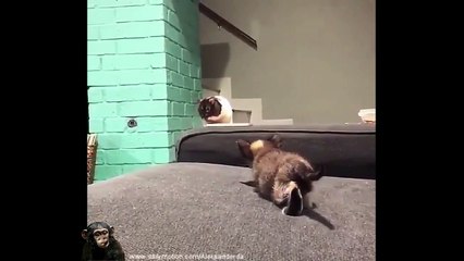 Baby Cats - Cute and Funny Baby Cat Videos Compilation | Funny Pet Videos