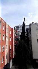 ADANA - Ağaçta mahsur kalan kedi itfaiye merdiveninden indi