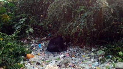 जहां पर बैठते हैं अधिकारी उसके बाहर मृतक अवस्था में पड़ी गाय,अधिकारी देखकर भी रहे अनजान