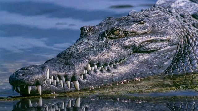 Hermès va construire la plus grande ferme d’élevage de crocodiles en Australie pour créer des sacs