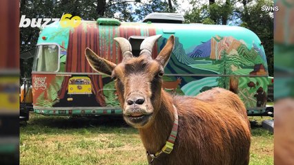 Tote Goat! a Pet Goat Has Made Her Way Across the U.S., Traveling 60,000+ Miles With Her Owners!