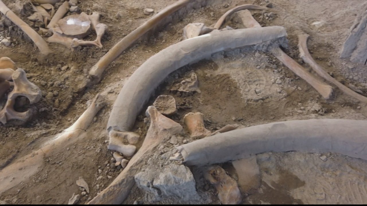 Mexico uncovers biggest collection of ice-age mammoth skeletons