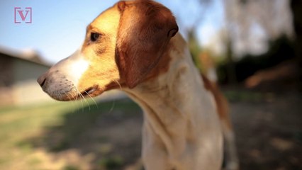 Follow Your Nose! Here Are Things You May Not Have Known That Dogs Can Smell!