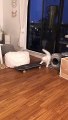 Un chat fait du skateboard