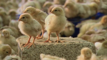 Hope For All - Clip 9 (Deutsch) HD