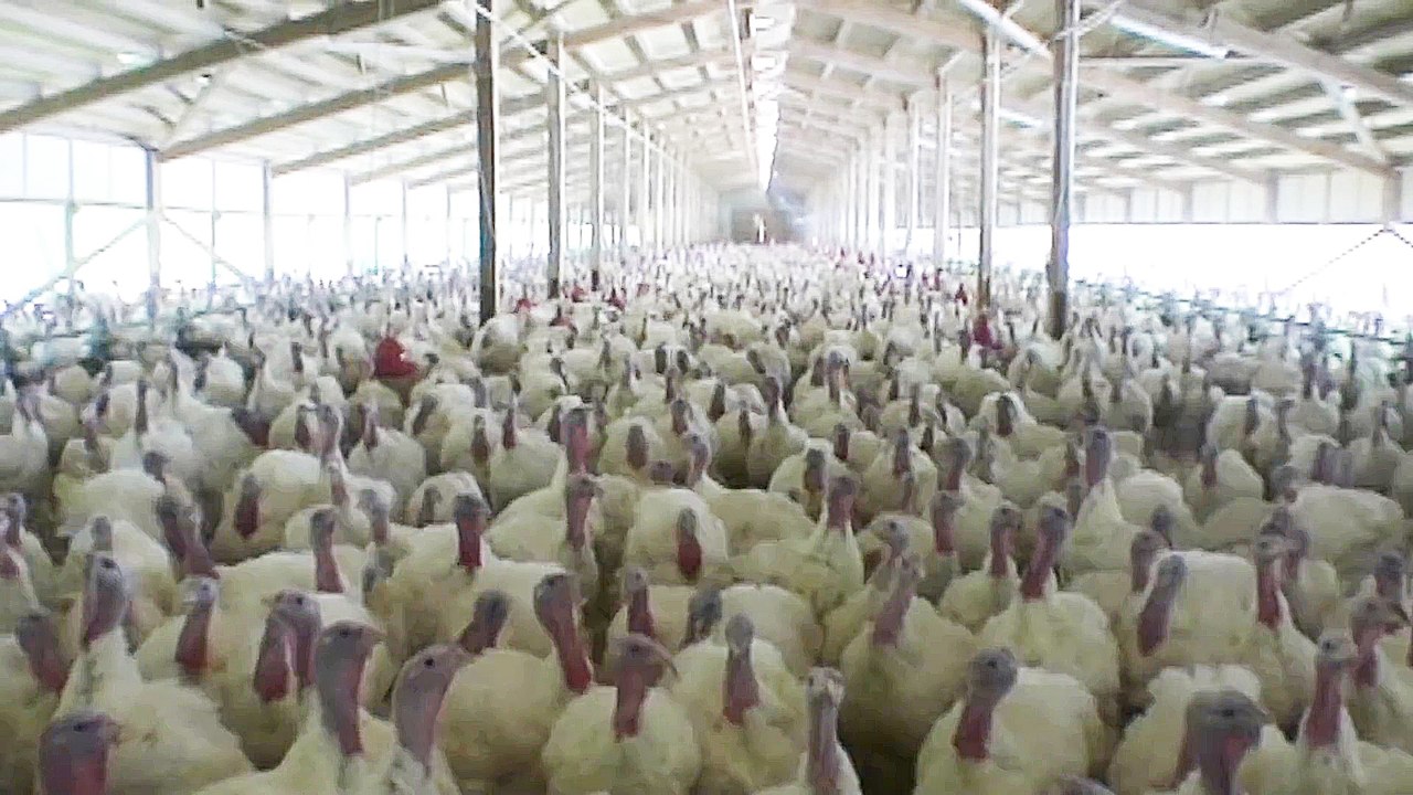 Im Namen der Tiere - Trailer (Deutsch) HD