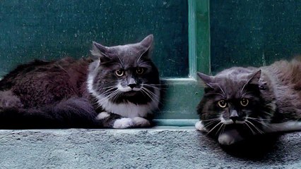 Nine Lives - Featurette Celebrity Cats (English) HD