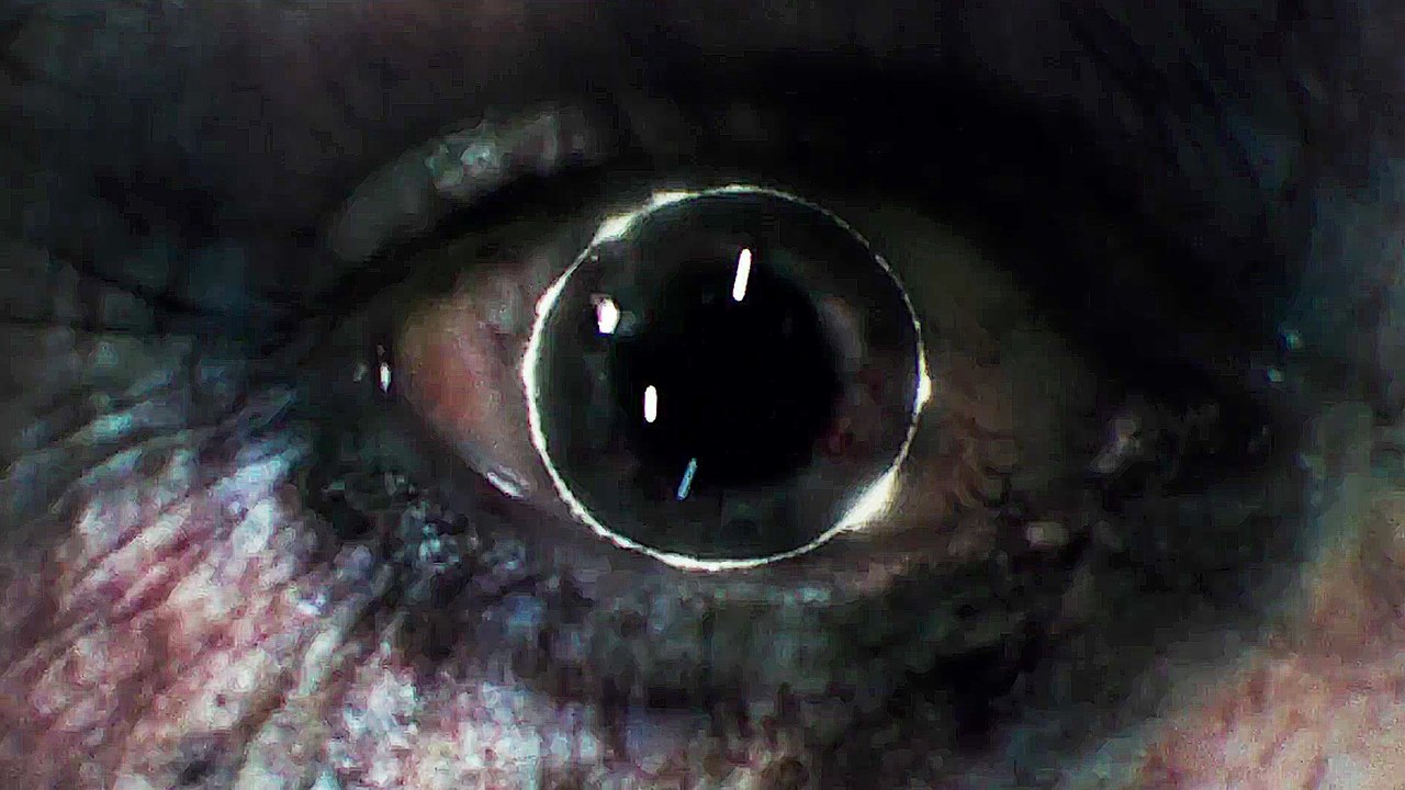 Rings - Trailer (English) HD