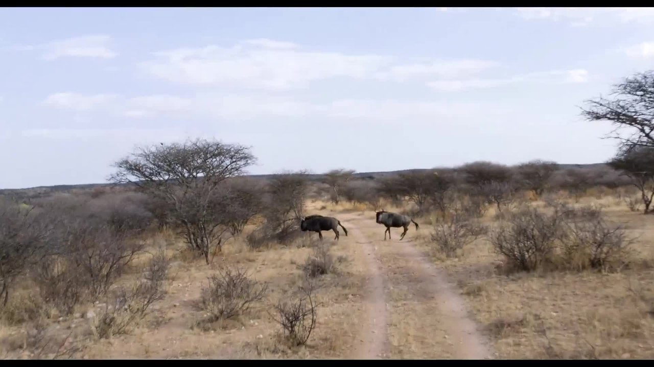 Safari - Clip 1 (Deutsch) HD