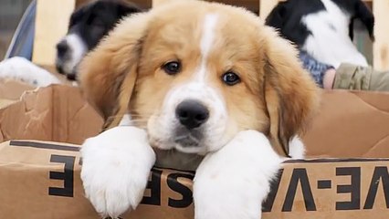 A Dog's Purpose - Trailer (English) HD