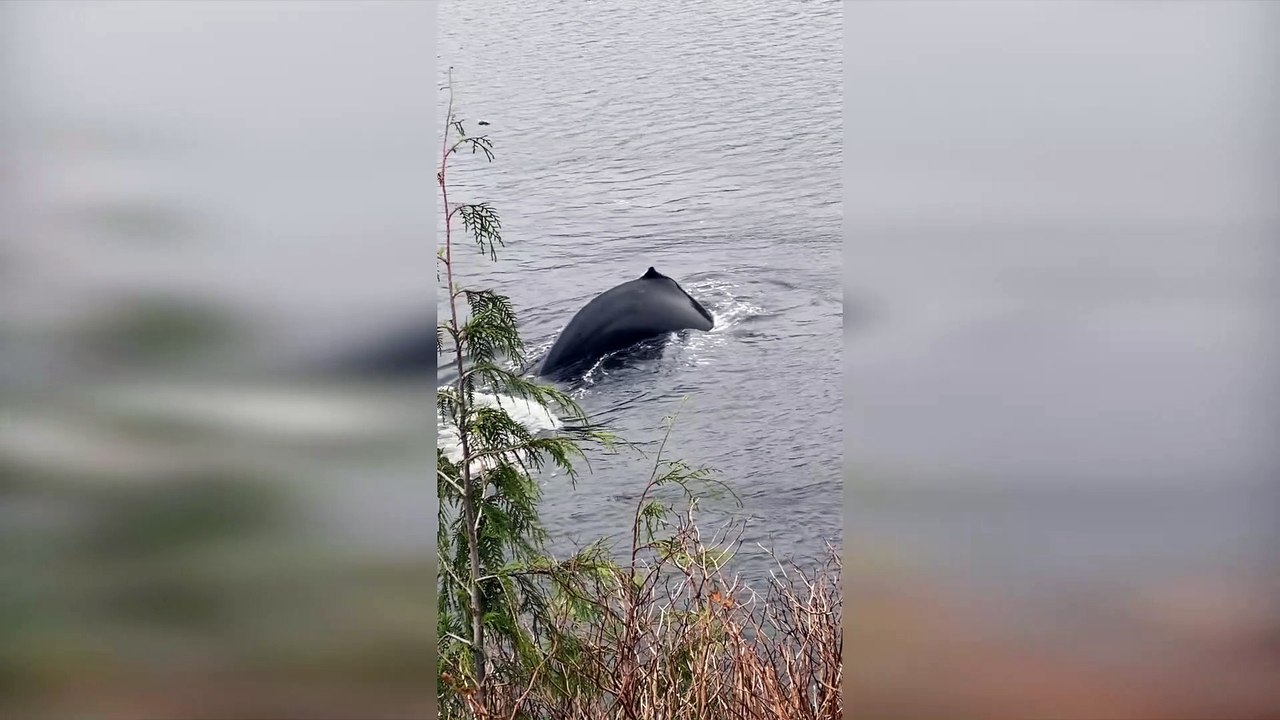 Whales Frolic on Alaskan Shoreline