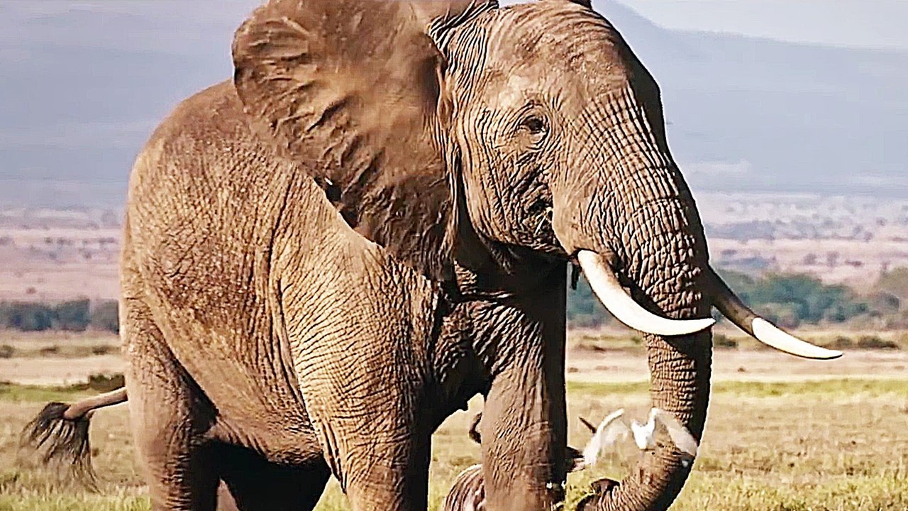 Elfenbein: Das weiÃŸe Gold - Trailer (Deutsche UT) HD