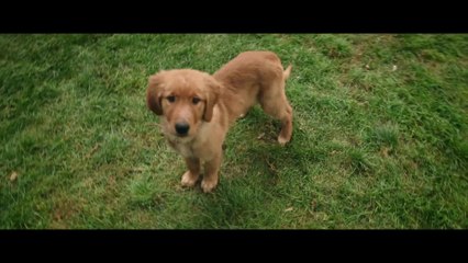 A Dog's Purpose - Clip Bailey Learns His Place (English) HD