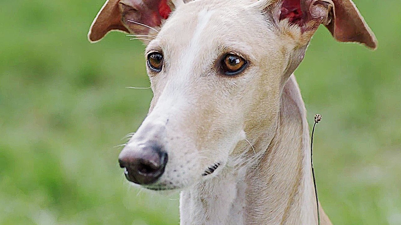 Selbstkritik eines buÌˆrgerlichen Hundes - Trailer (Deutsch) HD