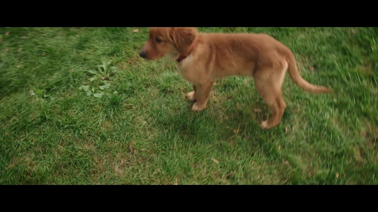 Bailey Ein Freund fÃ¼rs Leben - Clip 3 (Deutsch) HD