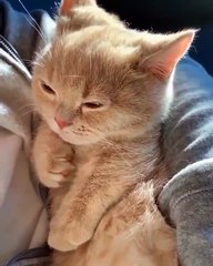 Un chaton cro mignon