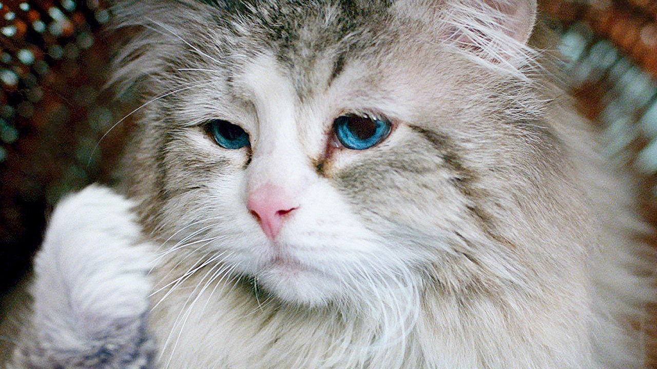 Voll verkatert - Trailer (Deutsch) HD