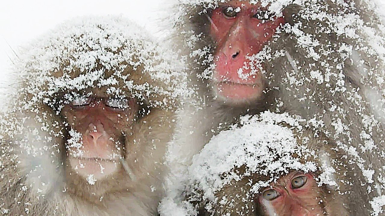 Hiro Der kleine Schneeaffe - Trailer (Deutsch) HD