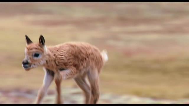 Born in China - Clip Walking is hard (English) HD