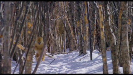 Born in China - Clip Snow Cha-Cha (English) HD