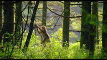 Born in China - Clip Monkeying around (English) HD