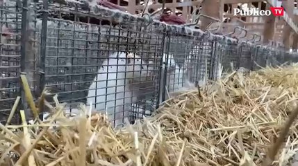 La mayoría de granjas de visones de España están en Galicia